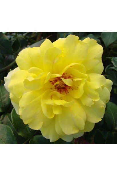 Троянда плетиста Golden Showers купити